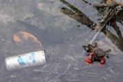 Der Fisch, die Krabbe und der Vodka