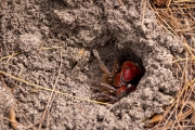 Orange Land Crab (Geograpsus crinipes)