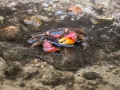 Orange Land Crab (Geograpsus crinipes)