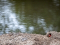 Orange Land Crab (Geograpsus crinipes)