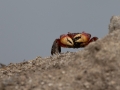 Orange Land Crab (Geograpsus crinipes)