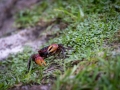 Orange Land Crab (Geograpsus crinipes)