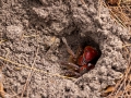 Orange Land Crab (Geograpsus crinipes)