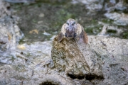Schlammspringer