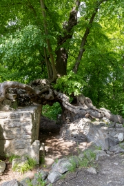 Hexenbaum (Linde) an der Lauenburg