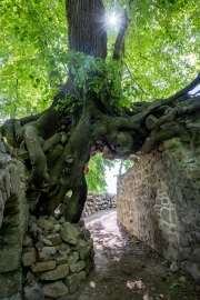 Hexenbaum (Linde) an der Lauenburg