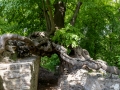 Hexenbaum (Linde) an der Lauenburg