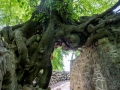 Hexenbaum (Linde) an der Lauenburg