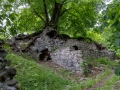 Hexenbaum (Linde) an der Lauenburg