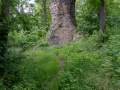 Ruinen der Lauenburg
