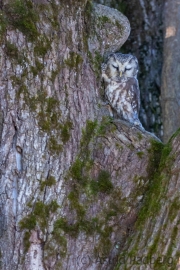 Raufußkauz (Aegolius funereus)