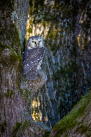 Raufußkauz (Aegolius funereus)