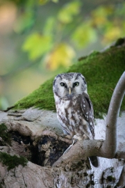 Raufußkauz (Aegolius funereus)