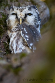 Raufußkauz (Aegolius funereus)