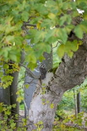 Raufußkauz (Aegolius funereus)