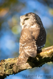 Raufußkauz (Aegolius funereus)