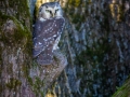 Raufußkauz (Aegolius funereus)