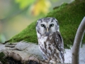 Raufußkauz (Aegolius funereus)
