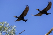 Kormorane (Phalacrocorax carbo)