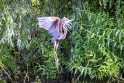 Purpurreiher (Ardea purpurea)