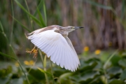 Rallenreiher (Ardeola ralloides)