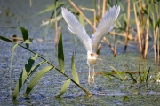 Schöner Bürzel, oder? Rallenreiher (Ardeola ralloides)