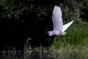 Seitendreiher (Egretta garzetta)