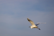Silberreiher (Ardea alba)