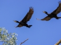 Kormorane (Phalacrocorax carbo)