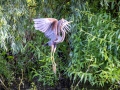 Purpurreiher (Ardea purpurea)