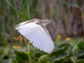 Rallenreiher (Ardeola ralloides)