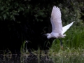 Seidenreiher (Egretta garzetta)