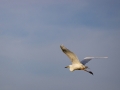 Silberreiher (Ardea alba)