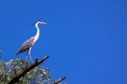 Graureiher (Ardea cinerea)