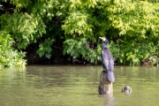 Kormoran (Phalacrocorax carbo)