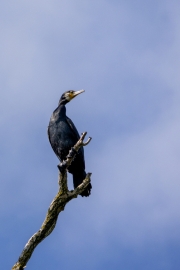 Kormoran (Phalacrocorax carbo)