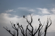 Geier? Nein, Kormorane (Phalacrocorax carbo)