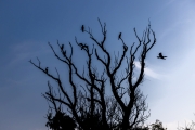 Kormorane (Phalacrocorax carbo)