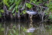 Nachtreiher (Nycticorax nycticorax)