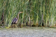 Purpurreiher (Ardea purpurea)