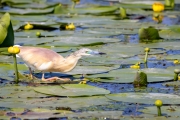 Rallenreiher (Ardeola ralloides)