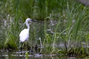 Seidenreiher (Egretta garzetta)