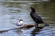 Zwergscharbe (Phalacrocorax pygmeus)
