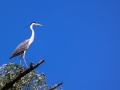 Graureiher (Ardea cinerea)