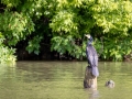 Kormoran (Phalacrocorax carbo)