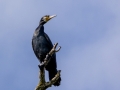 Kormoran (Phalacrocorax carbo)