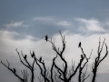 Geier? Nein, Kormorane (Phalacrocorax carbo)