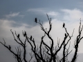 Kormorane (Phalacrocorax carbo)