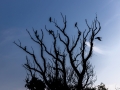 Kormorane (Phalacrocorax carbo)