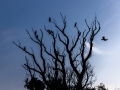 Kormorane (Phalacrocorax carbo)